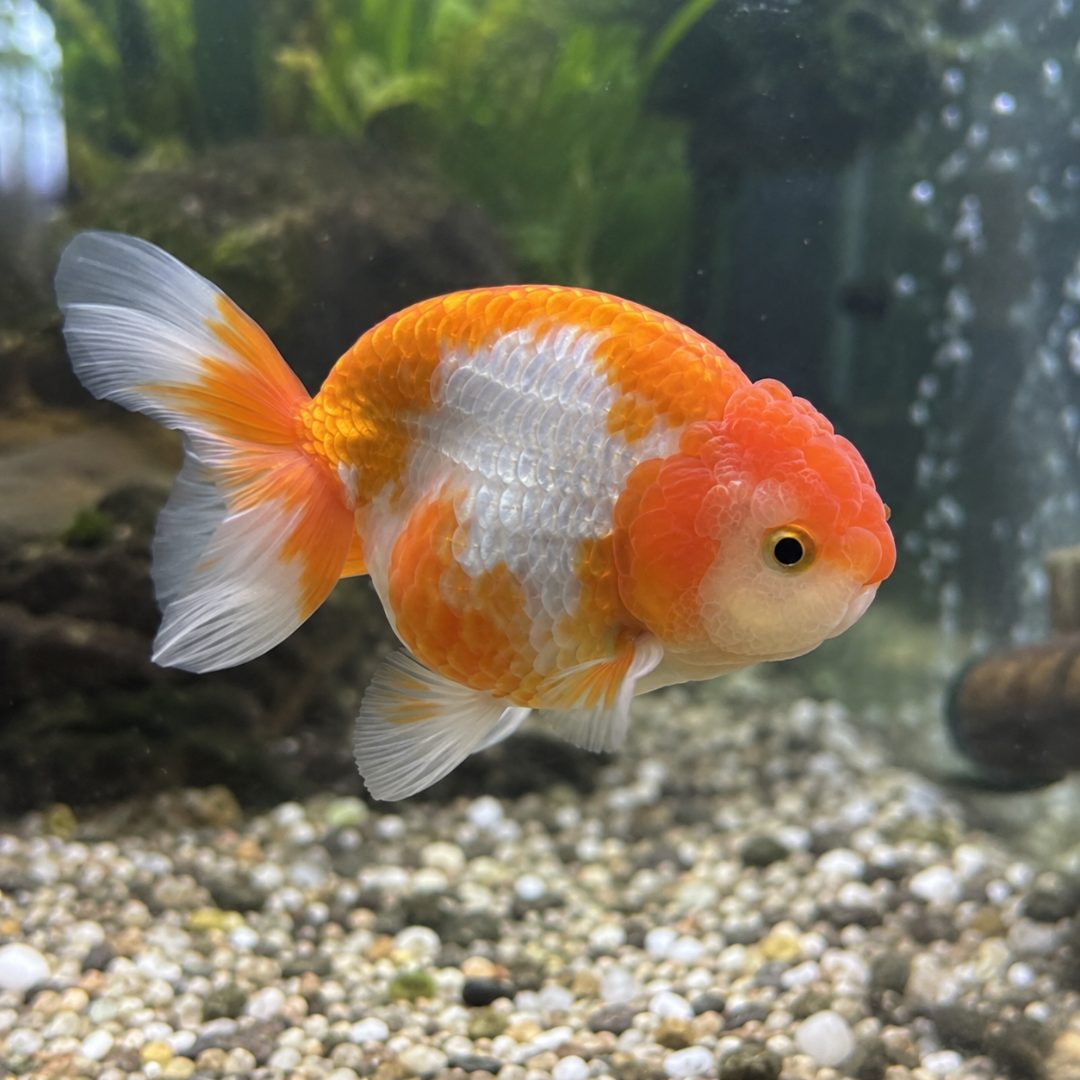 Orange and white ranchu fish for sale