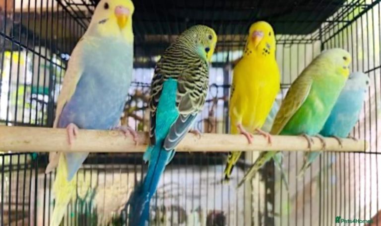 Five Budgerigars in Cage, Blue, Green, and Yellow Plumage