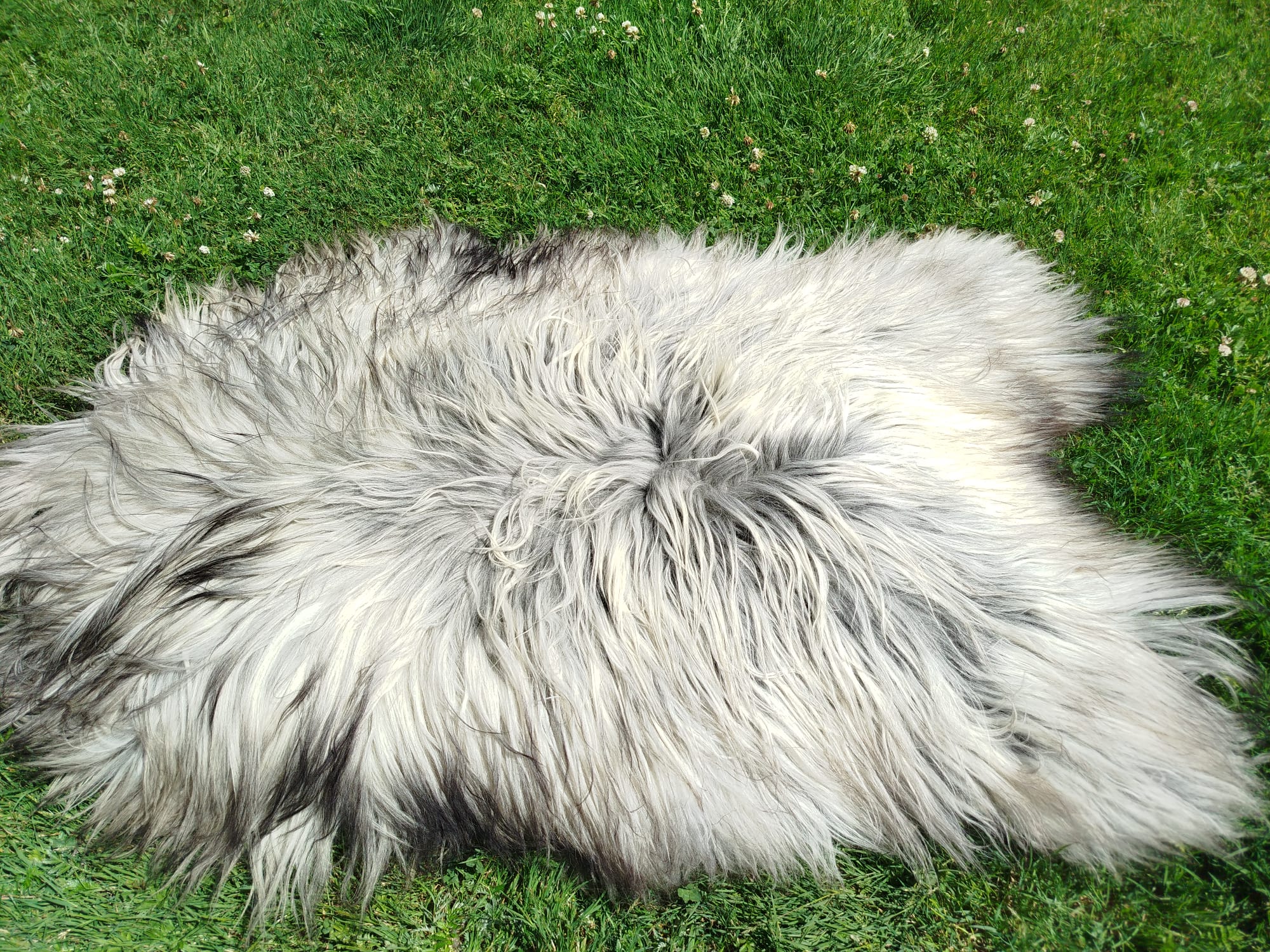 Alfombra de piel de oveja Heidschnucke Premium – Decoración natural única en venta