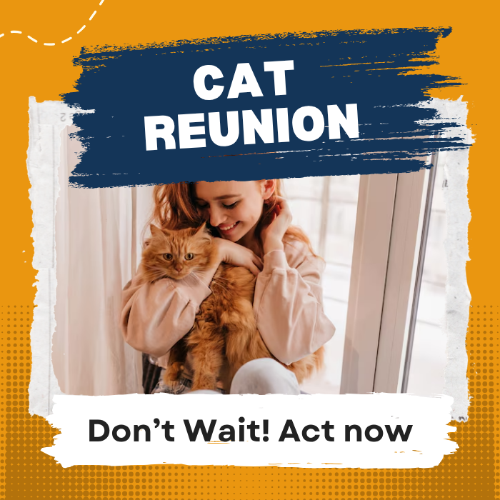 Recupera a tu gato perdido407696679476940800