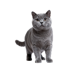 Young Male British Shorthair Cat For Sale