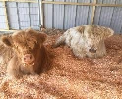 Miniature Highland Cattle Bull and Heifer For Sale496578478705233921