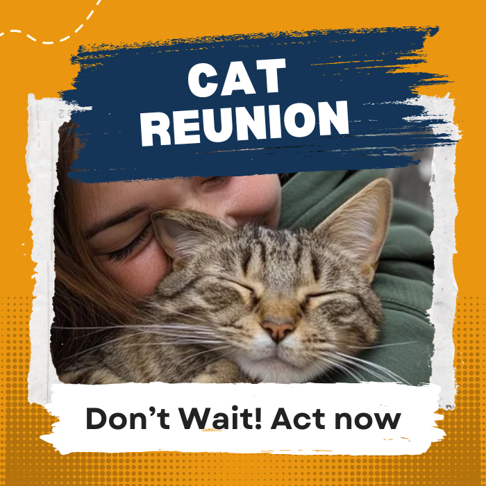 Want your missing cat back badly ?