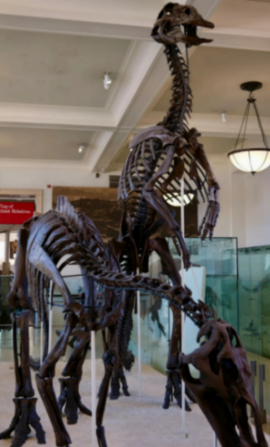 Half-price ticket to the American Museum of Natural History🗿63214317556481121