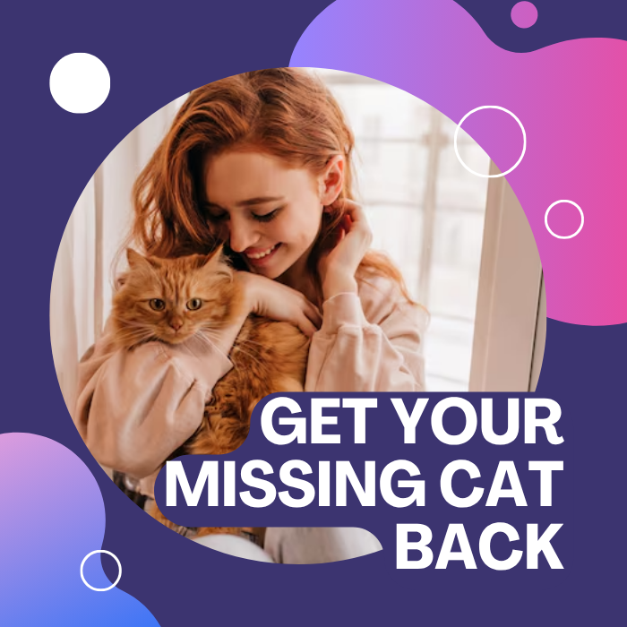 Bring your cat home safely